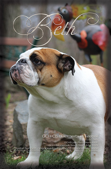 Bulldogger ad for Spring 2024 No. 179. Beth's perfect profile is the majority of the frame, the background is a blurry wooded landscape. Beth is from GCHB Little Ponds Kemosabe and GCH Hummerbulls Seven Year Itch by Trinity. Crystal Bennett, Wednesday Raymond and Benny Raymond are listed below. Crystal's email is hummerbulls@comcast.net. Benny's email is benny@twoscoops.dog